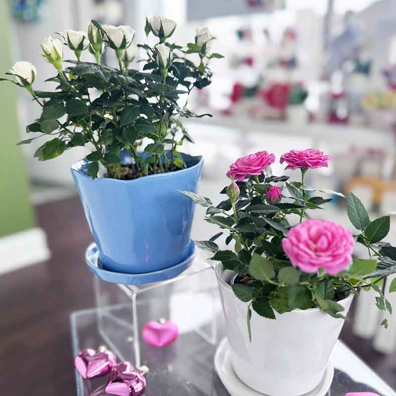 Mini Rose Plant 4" Pot