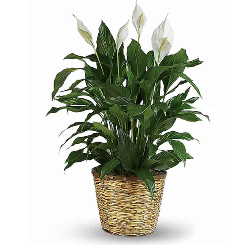 Peace Lily Plant
