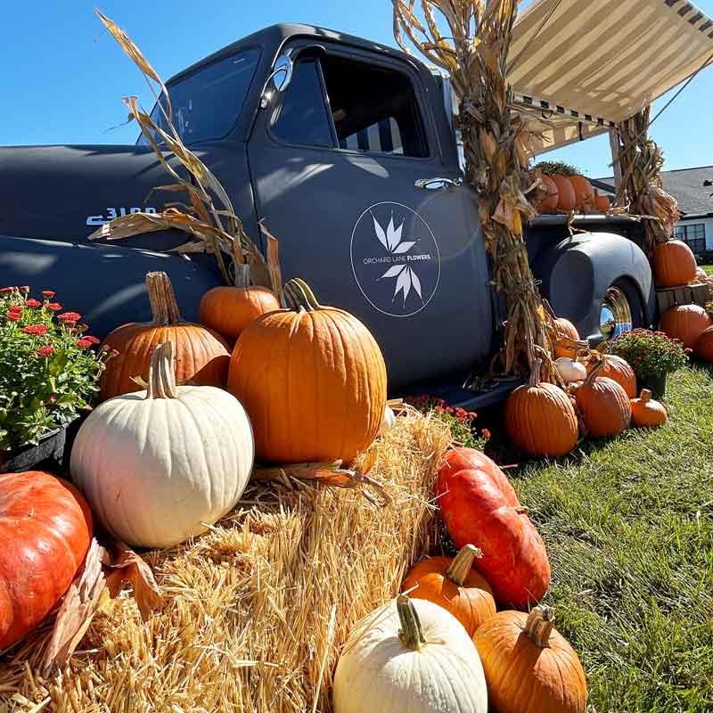 LOCALLY GROWN FRESH CUT PUMPKINS