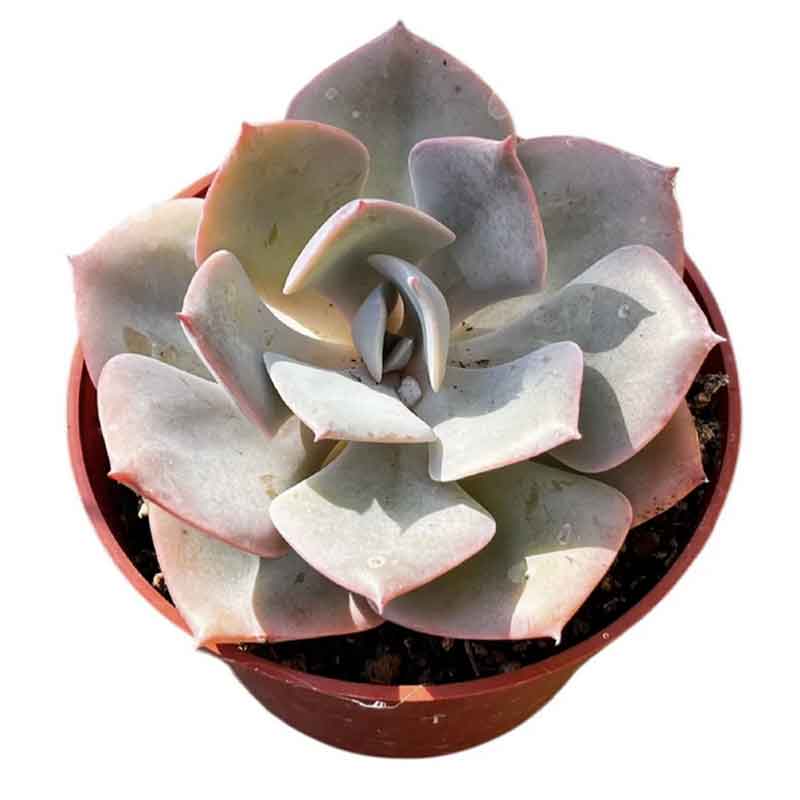 are succulents low maintenance Succulents