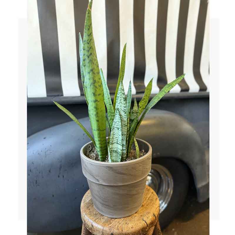 Snake Plant with Planter Pot