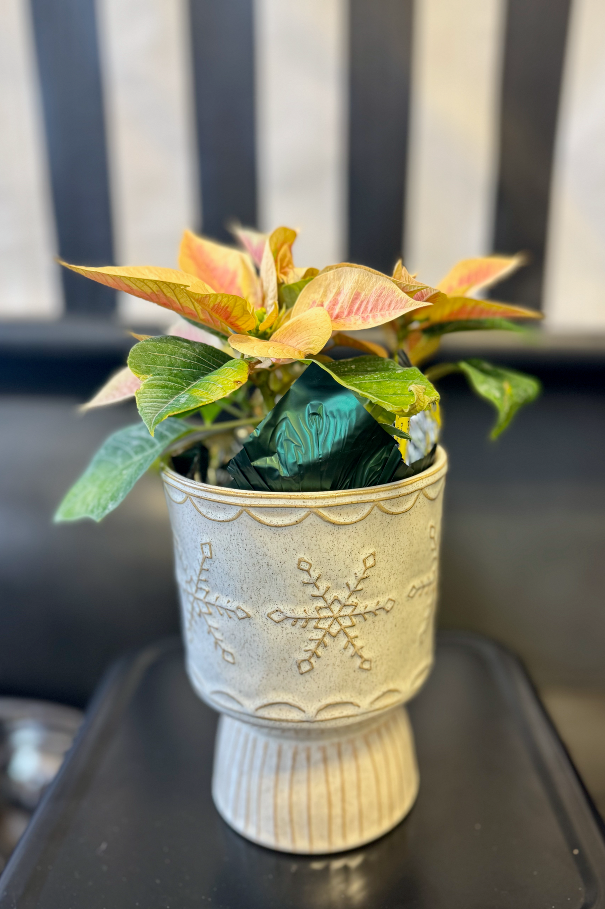 poinsettia potted plant Poinsettia Plant For Sale