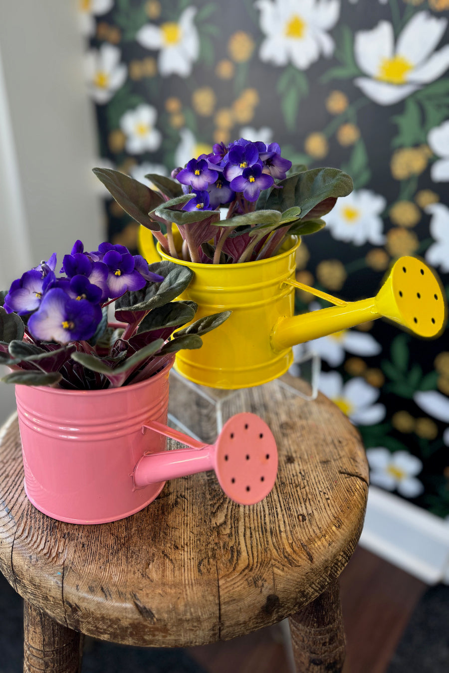 Watering Can African Violet Plant