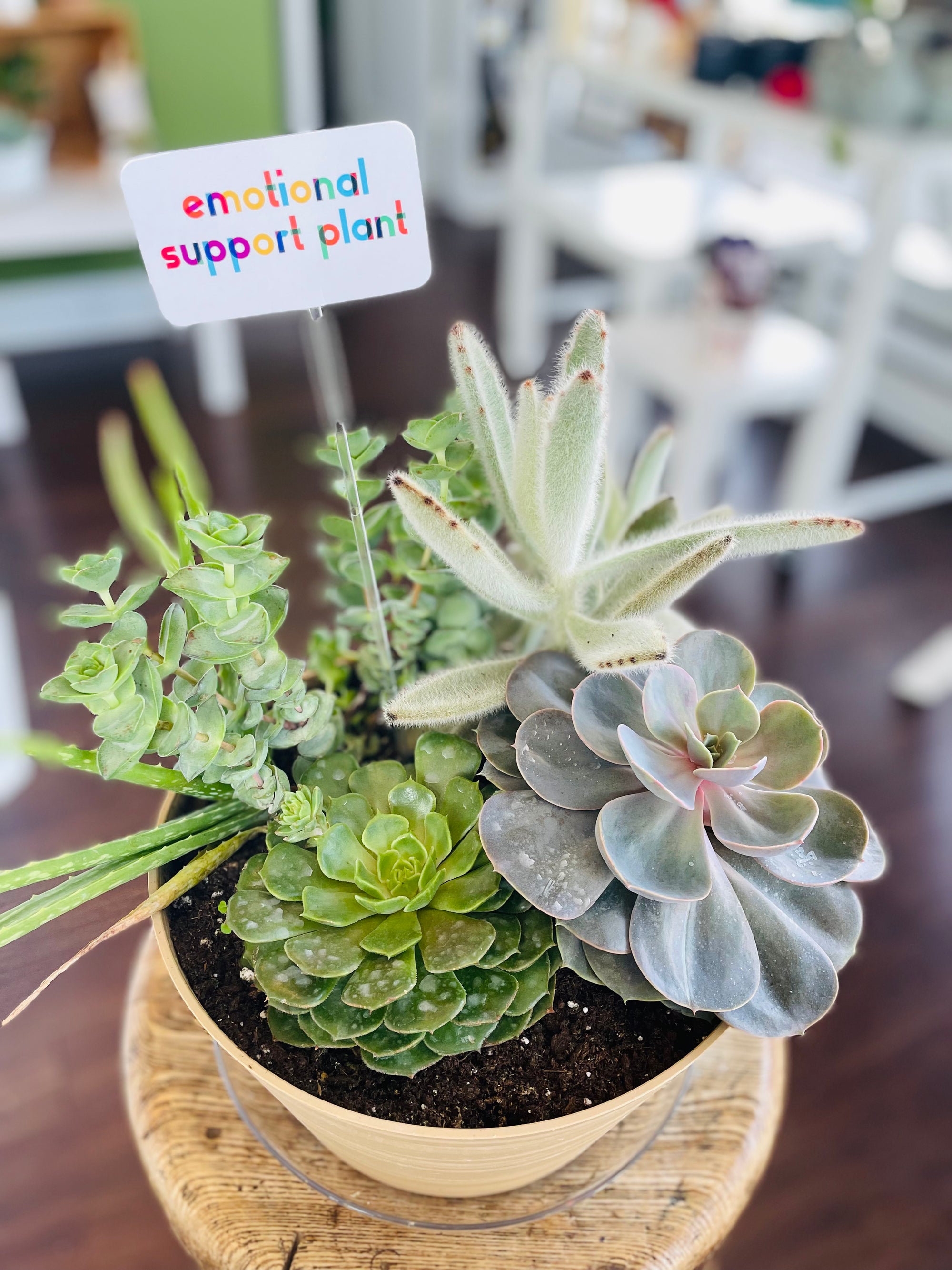 Enclosure Card - Emotional Support Plant