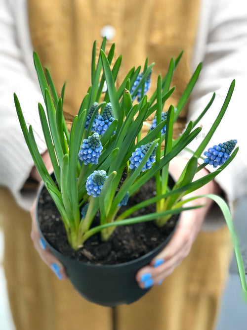 Muscari Potted Plant