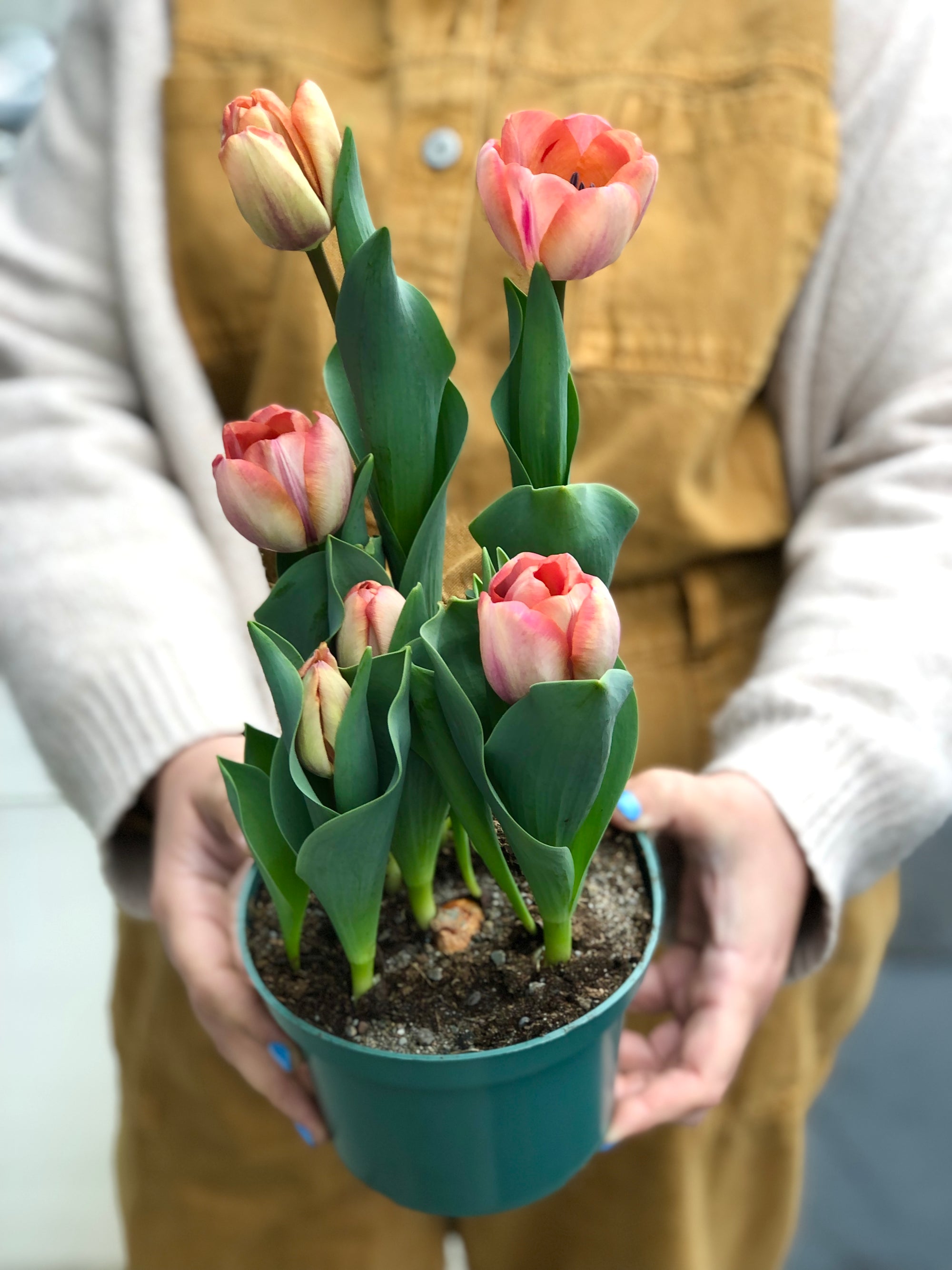 tulip potted plant Tulip Potted Plant