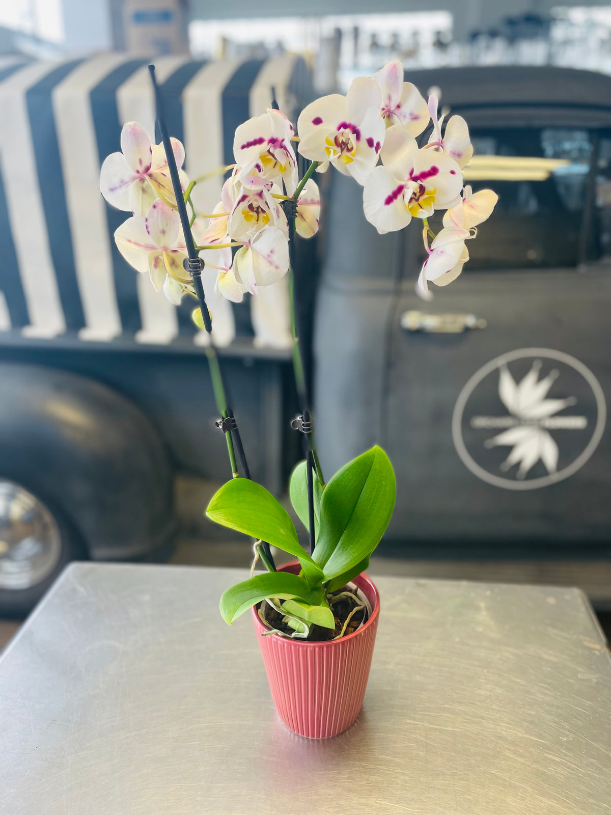 orchid plant pot Potted Orchid Plant – Elegant & Timeless Beauty