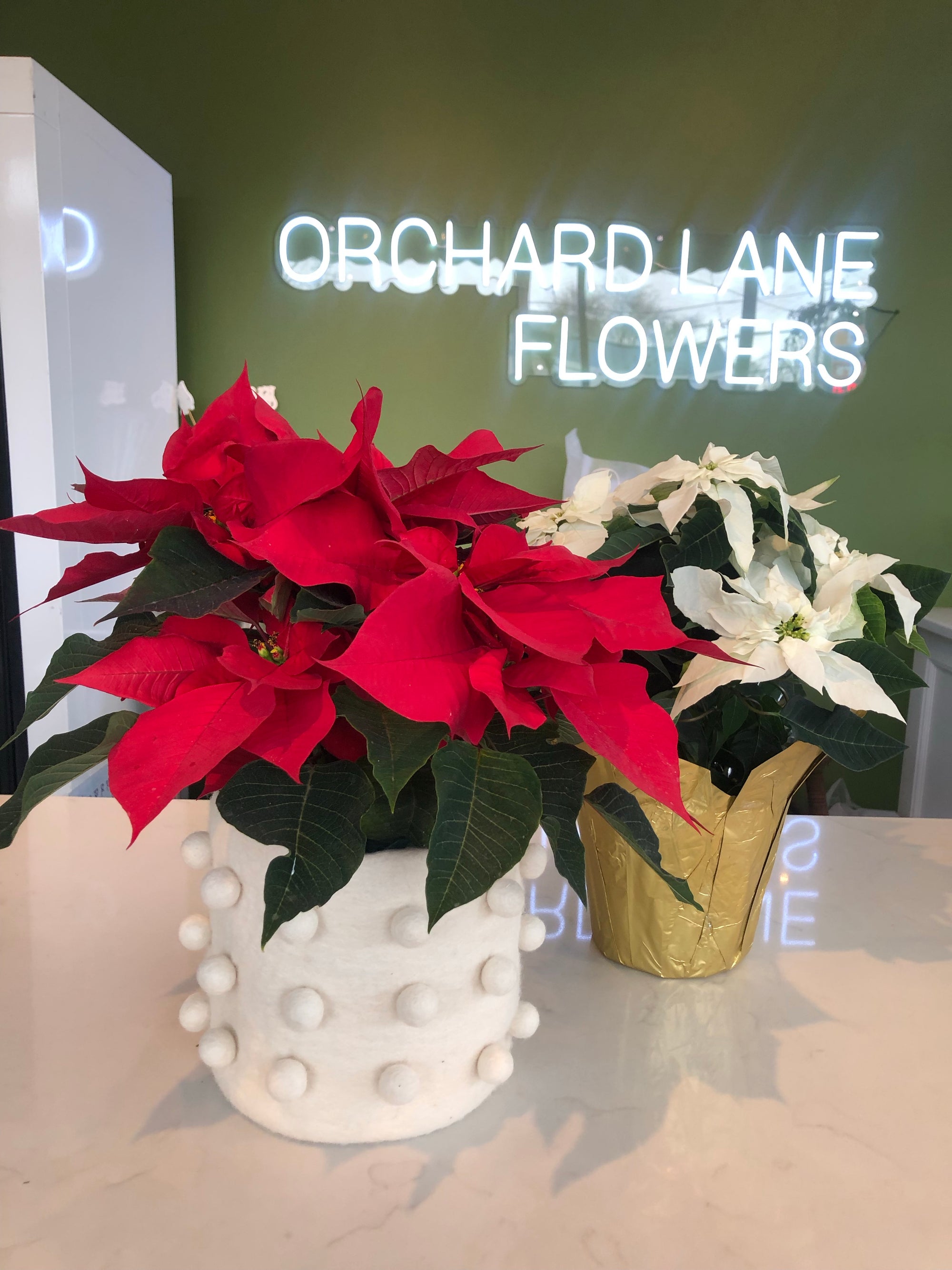 Poinsettia Plant for sale