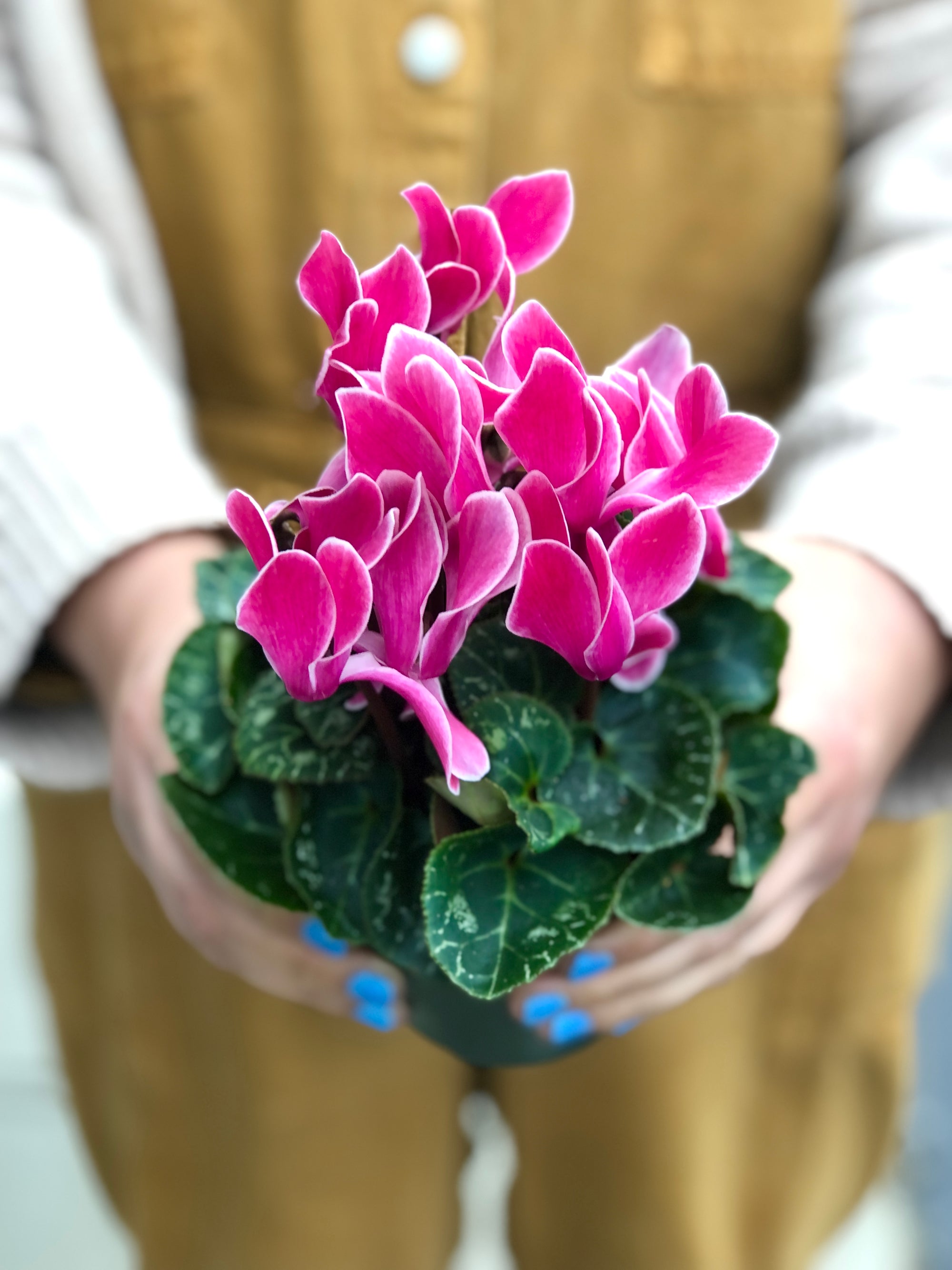 cyclamen potted plant Cyclamen Potted Plant