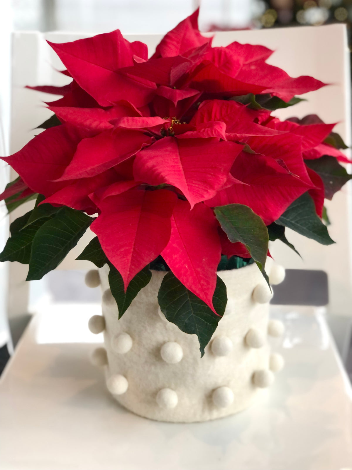 christmas potted plants for sale Poinsettia Plant For Sale