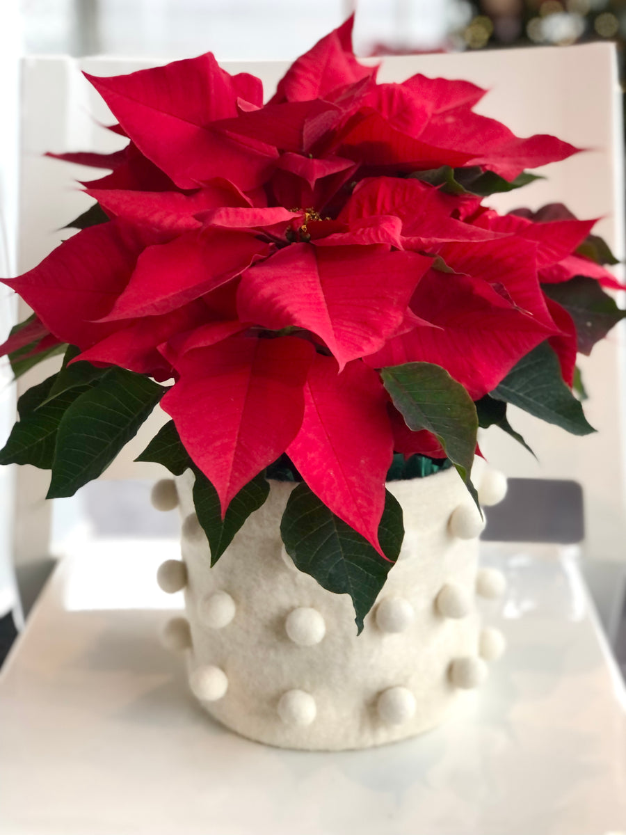Poinsettia Plant for sale