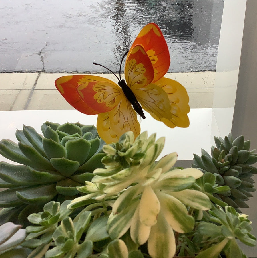 Butterly Magnents Assorted Colors