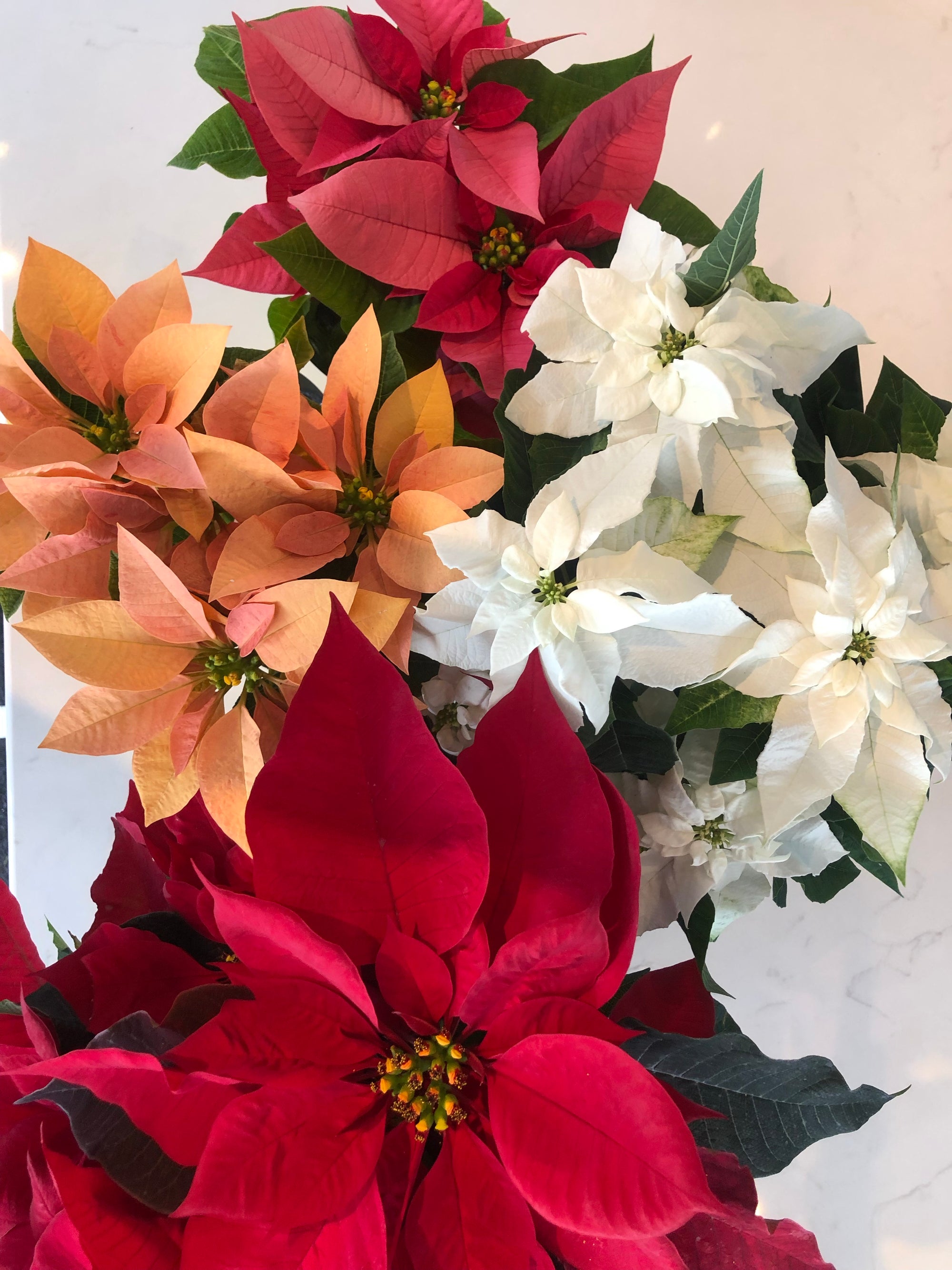 Poinsettia Plant for sale