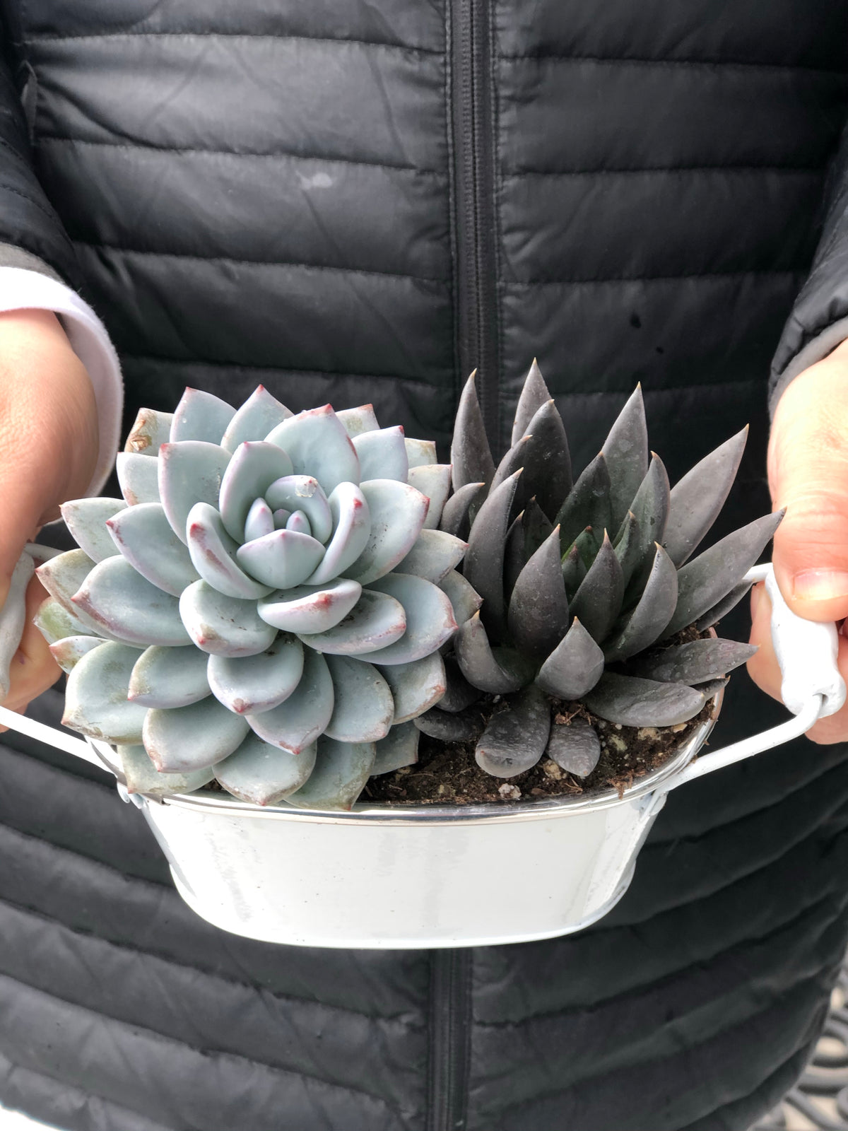 succulent potted plants Potted Succulent Plants – Stylish & Low-Maintenance Greenery