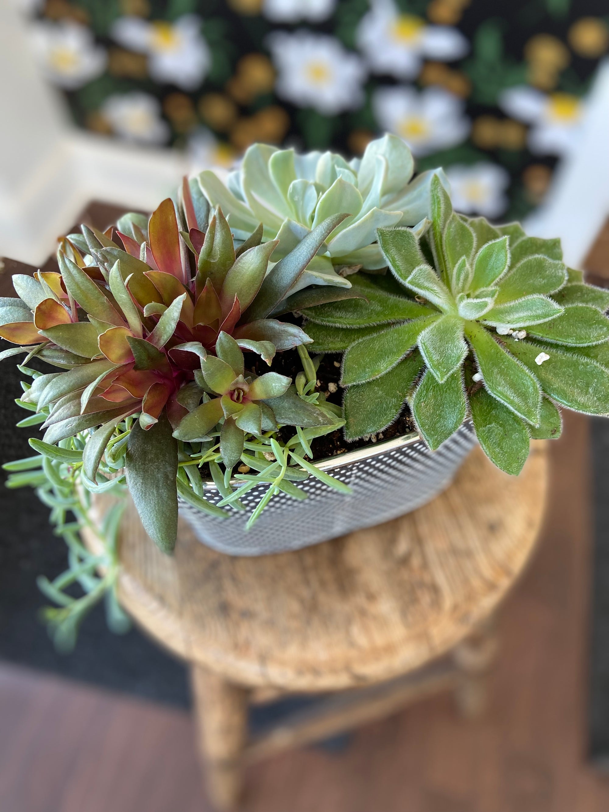 Succulents