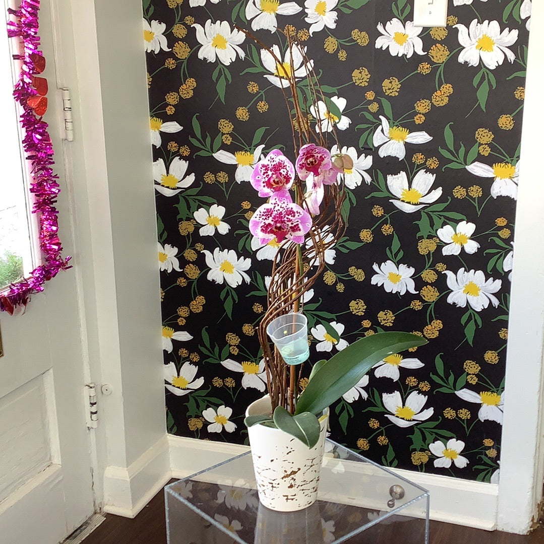 Plant - Potted Orchid