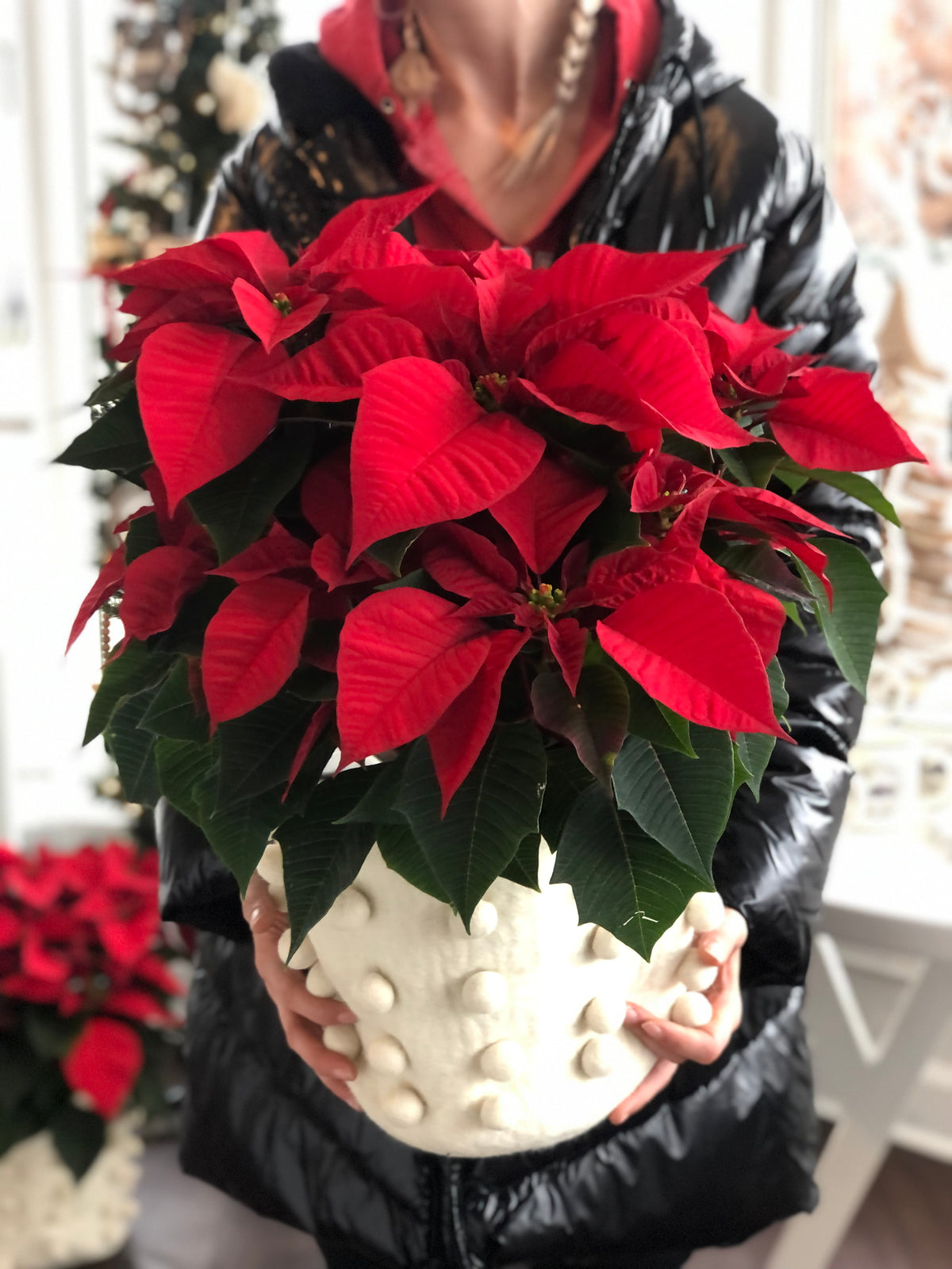 red christmas pot plant Poinsettia Plant For Sale