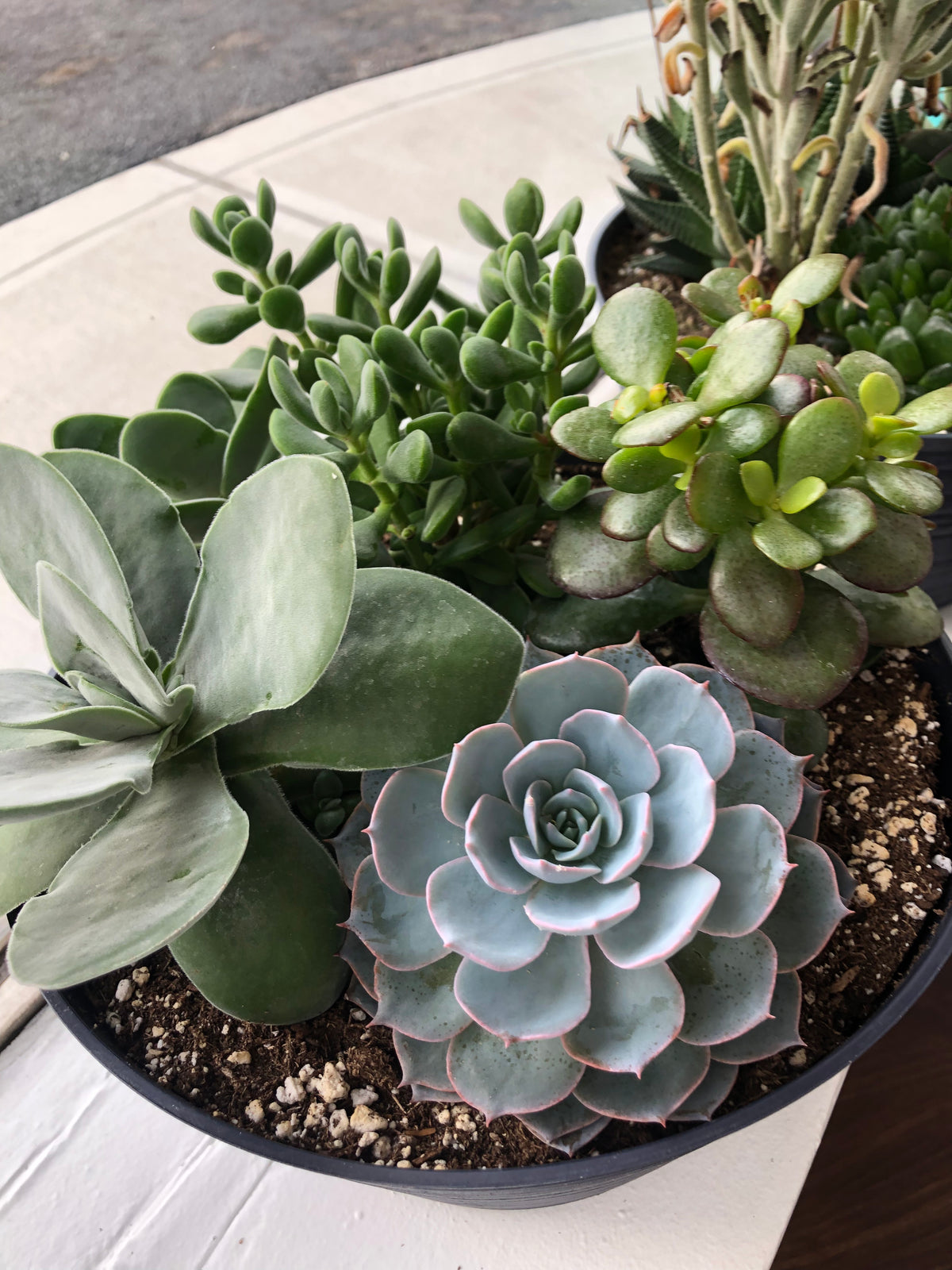 order succulent arrangements Potted Succulent Plants – Stylish & Low-Maintenance Greenery