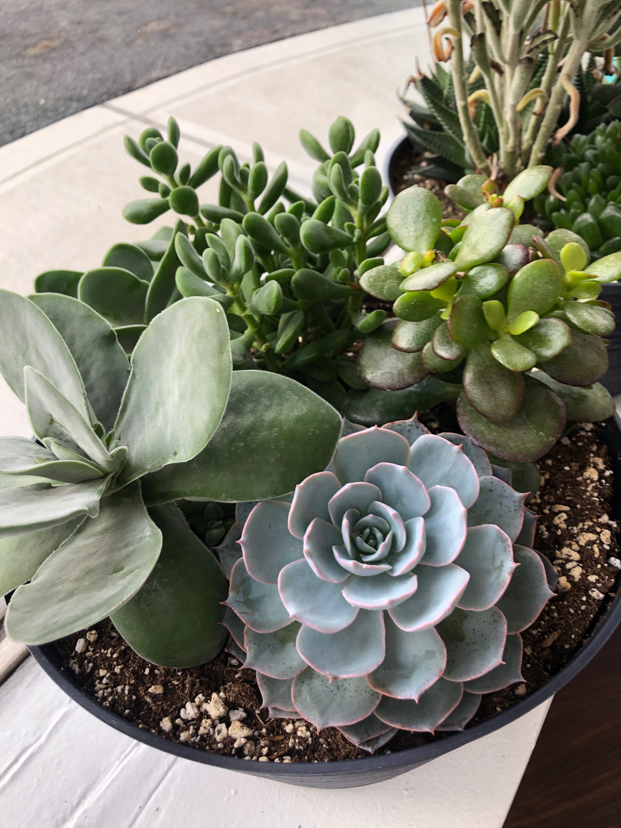 Succulents