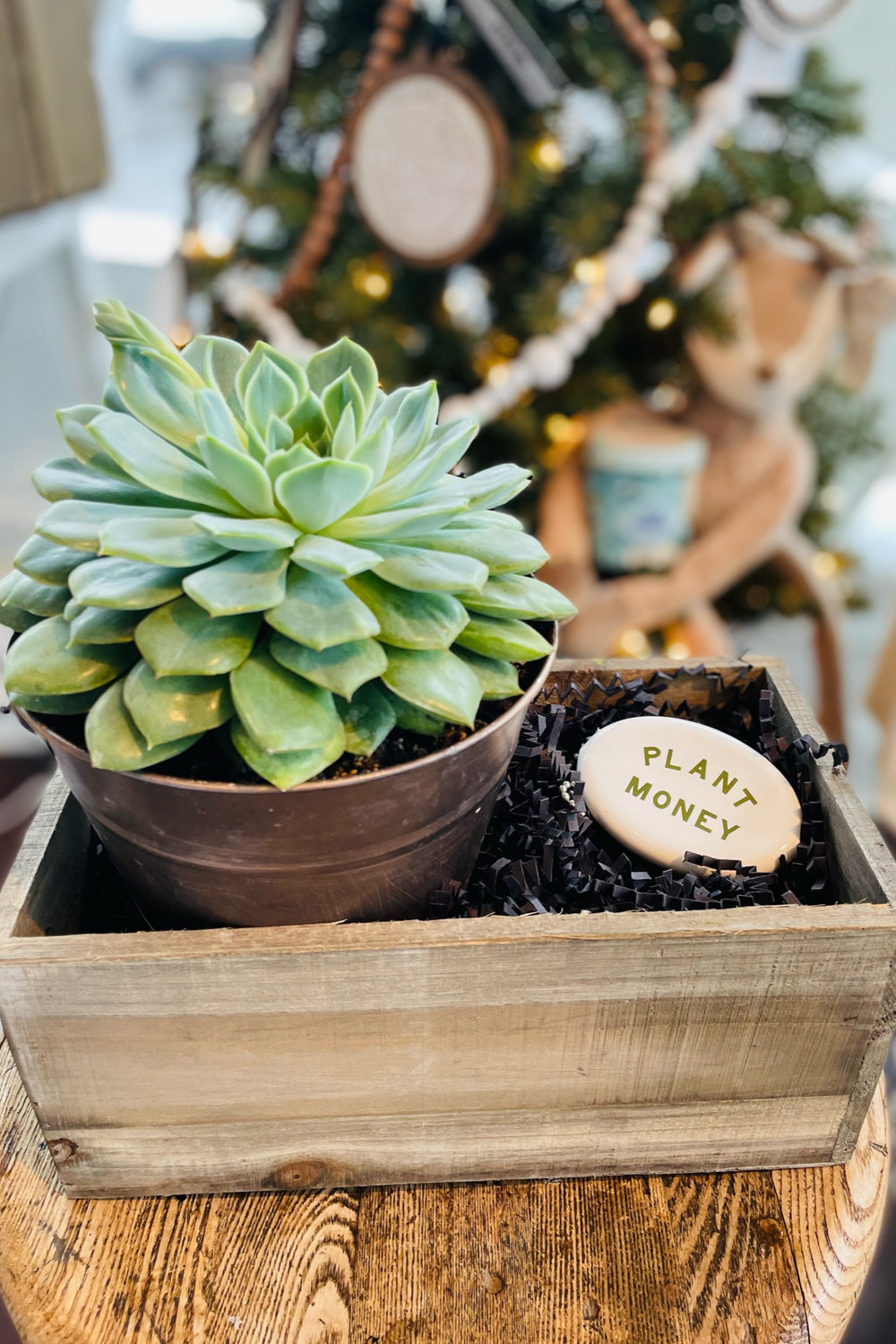 succulent gift basket Plant Lover Gift Box