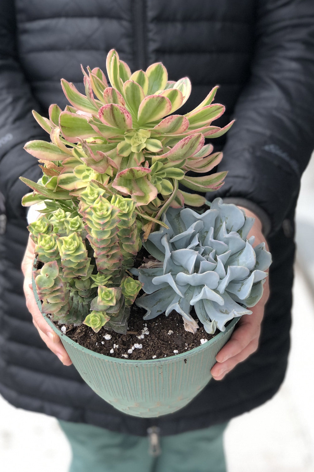 succulents potted plants Potted Succulent Plants – Stylish & Low-Maintenance Greenery